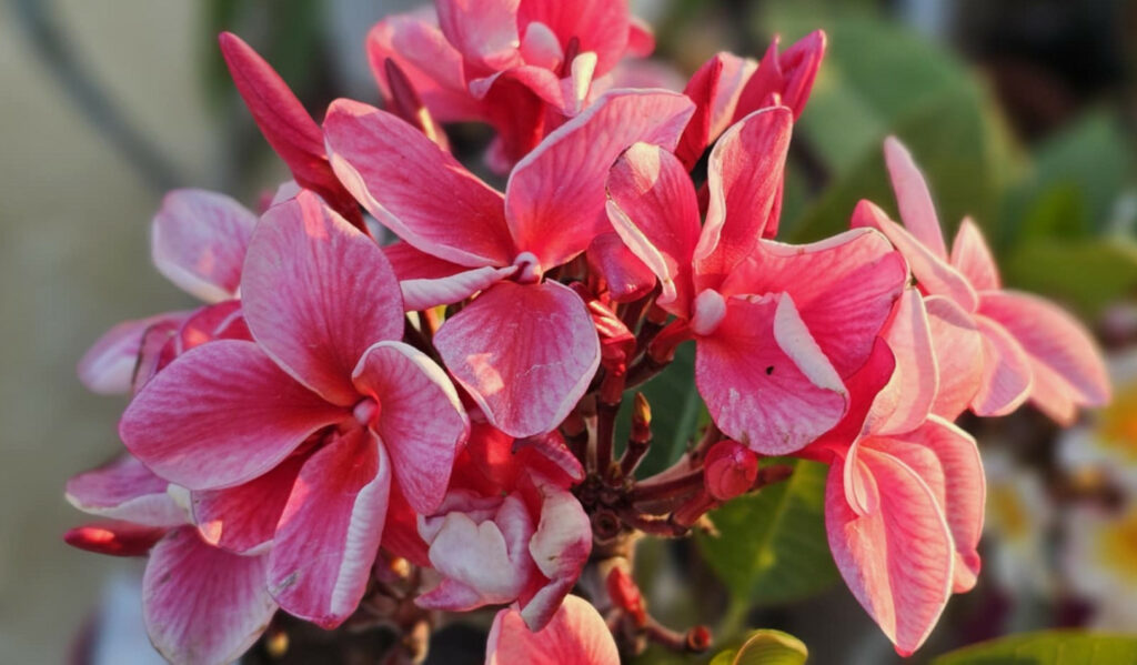Plumeria rubra cv. "Cyclone" - unbewurzelter Steckling