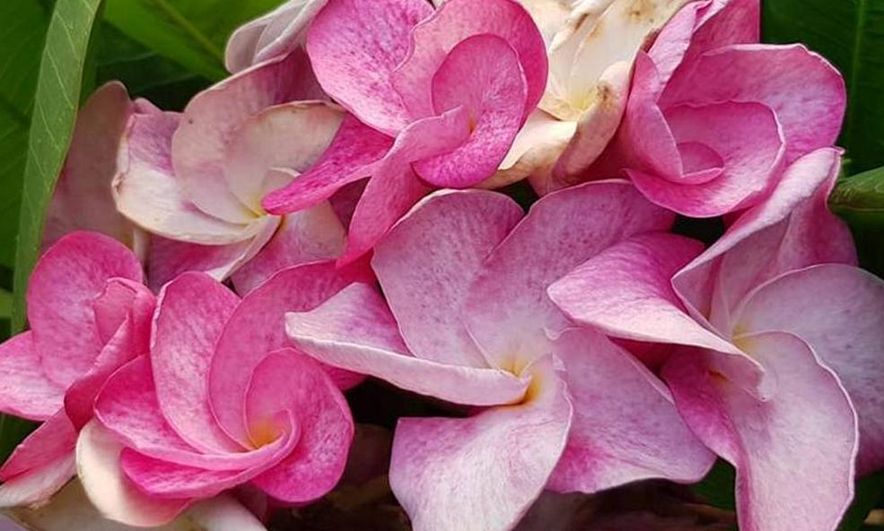 Plumeria rubra cv. "Golden Bell" - unbewurzelter Steckling