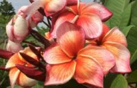 Plumeria rubra "Light of Peace"