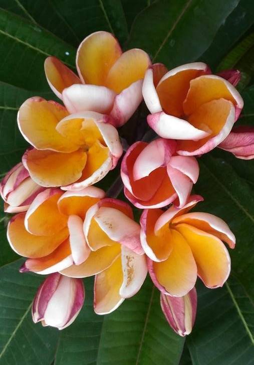 Plumeria rubra cv. «Paramino» – bouture non enracinée