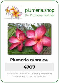 Plumeria rubra - "4707"