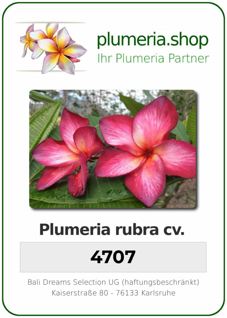 Plumeria rubra cv. "4707" - unbewurzelter Steckling