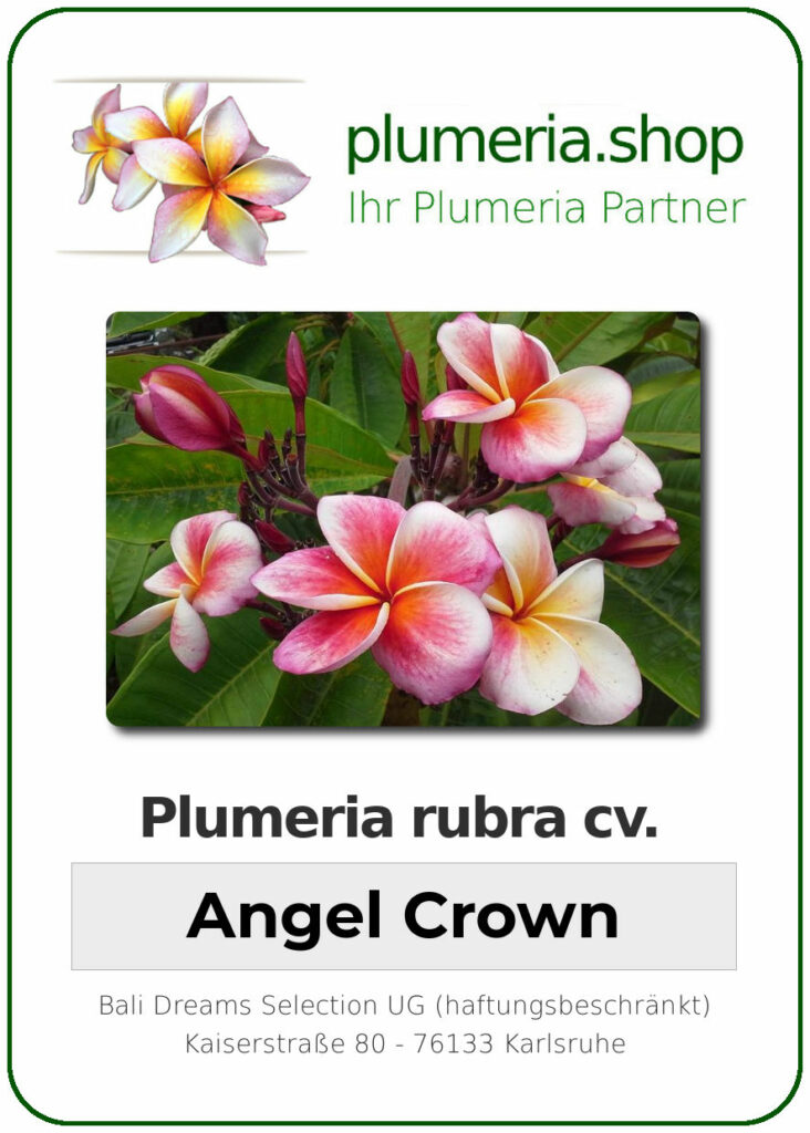 Plumeria rubra "Angel Crown"