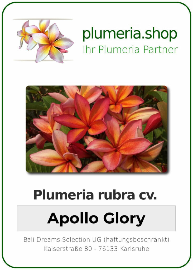 Plumeria rubra cv. "Apollo Glory" - unbewurzelter Steckling