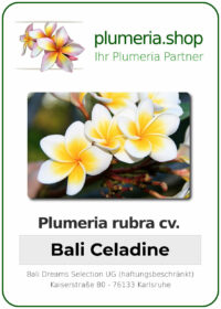 Plumeria rubra - "Bali Celadine"