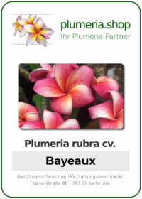 Plumeria rubra - "Bayeaux"