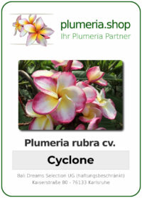 Plumeria rubra - "Cyclone"