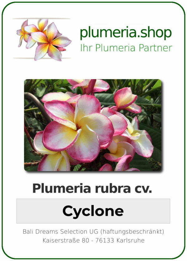 Plumeria rubra - "Cyclone"