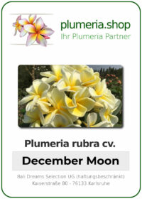 Plumeria rubra - "December Moon"