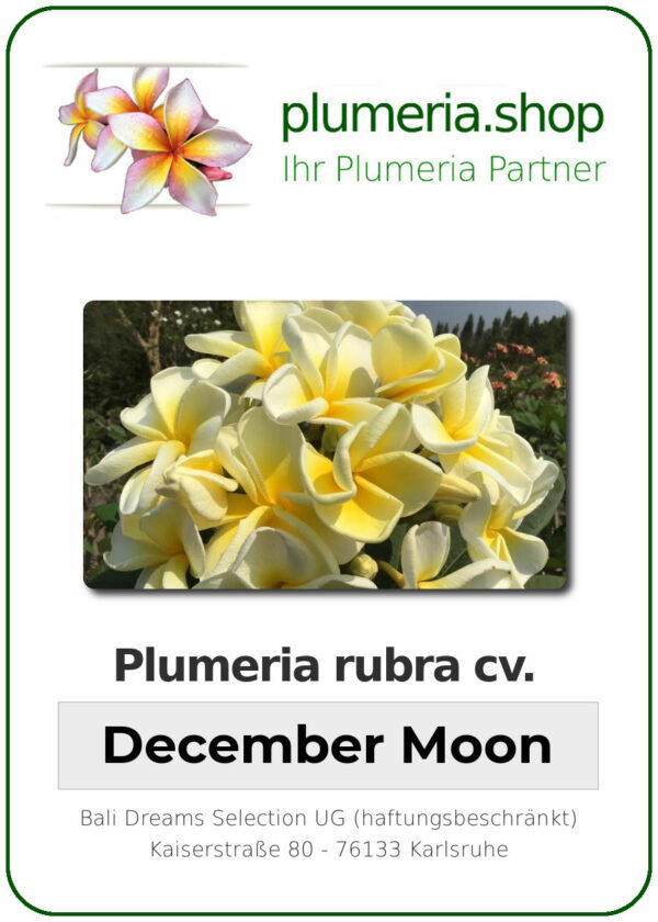 Plumeria rubra - "December Moon"