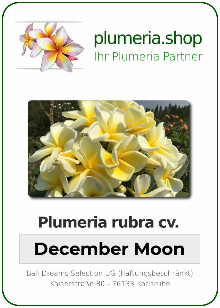 Plumeria rubra cv. "December Moon" - unbewurzelter Steckling