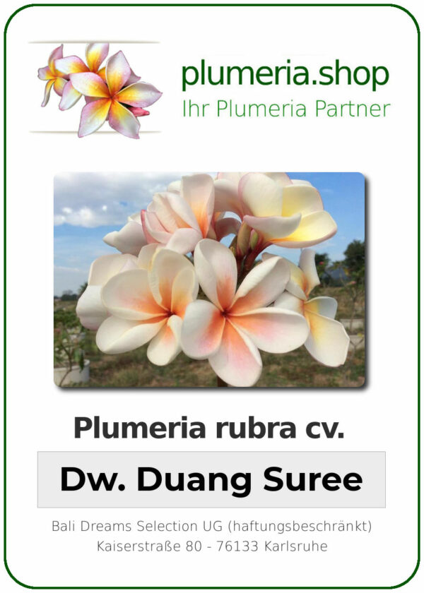 Plumeria rubra - "Dwarf Duang Suree"