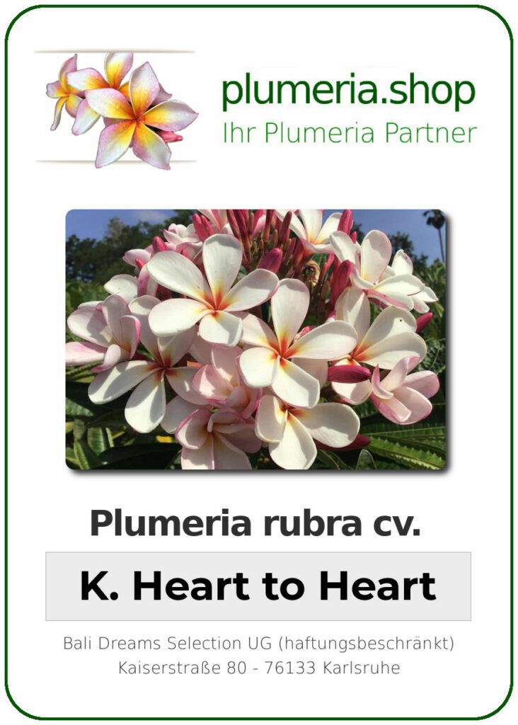 Plumeria rubra cv. "Kukiat Heart to Heart" - unbewurzelter Steckling