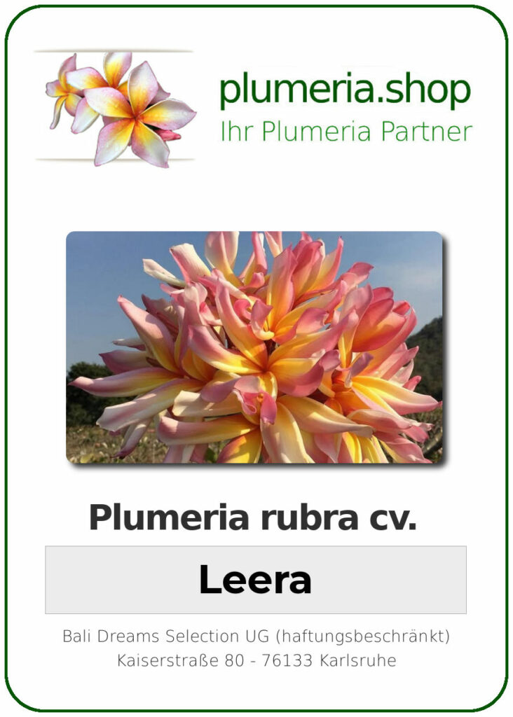 Plumeria rubra cv. "Leera" - unbewurzelter Steckling