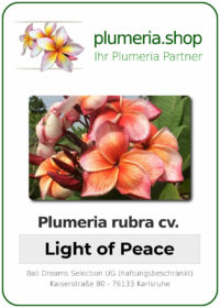 Plumeria rubra - "Light of Peace"
