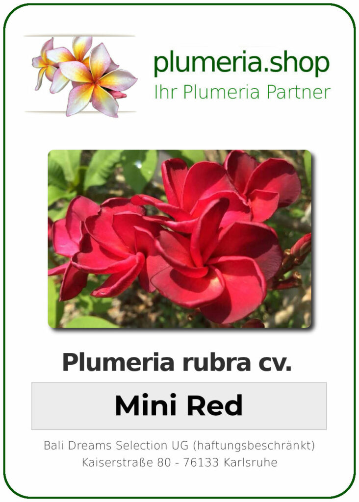 Plumeria rubra cv. "Mini Red" - unbewurzelter Steckling