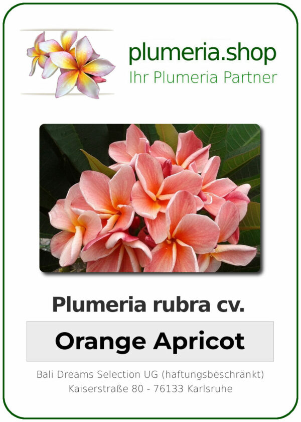 Plumeria rubra - "Orange Apricot"