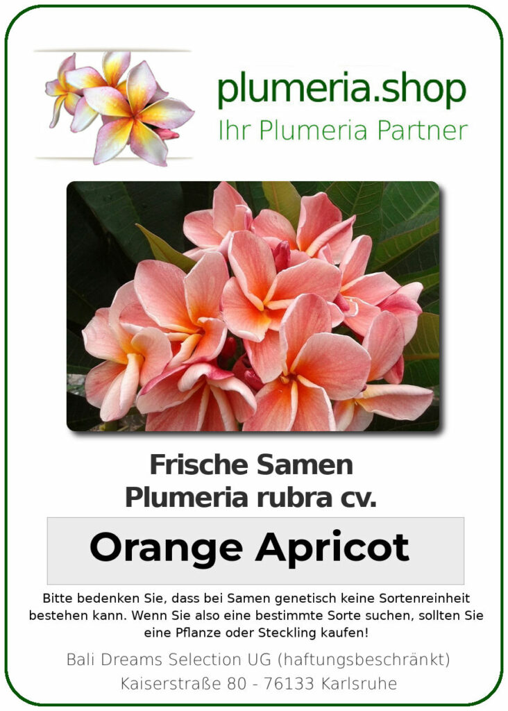 Plumeria rubra "Orange Apricot"