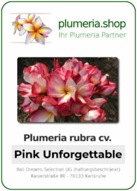 Plumeria rubra - "Pink Unforgettable"