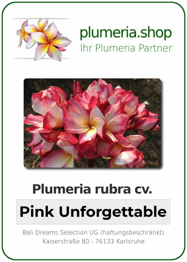 Plumeria rubra cv. "Pink Unforgettable" - unbewurzelter Steckling