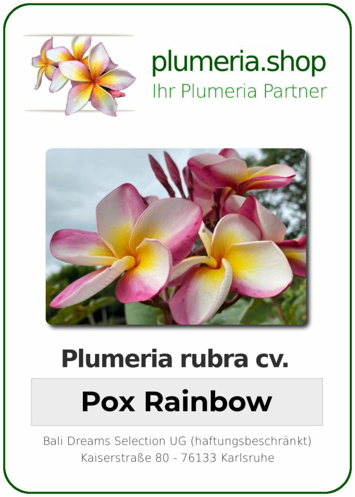 Plumeria rubra cv. "Pox Rainbow" - unbewurzelter Steckling