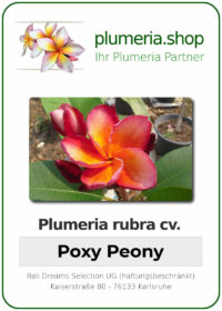 Plumeria rubra - "Poxy Peony"