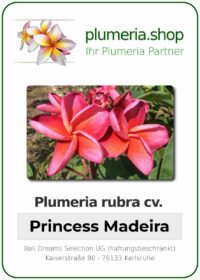 Plumeria rubra - "Princess Madeira"