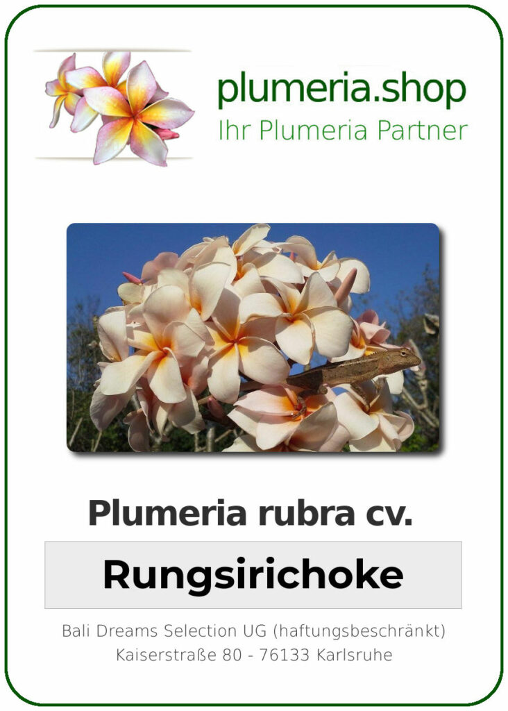 Plumeria rubra cv. "Rungsirichoke" - unbewurzelter Steckling