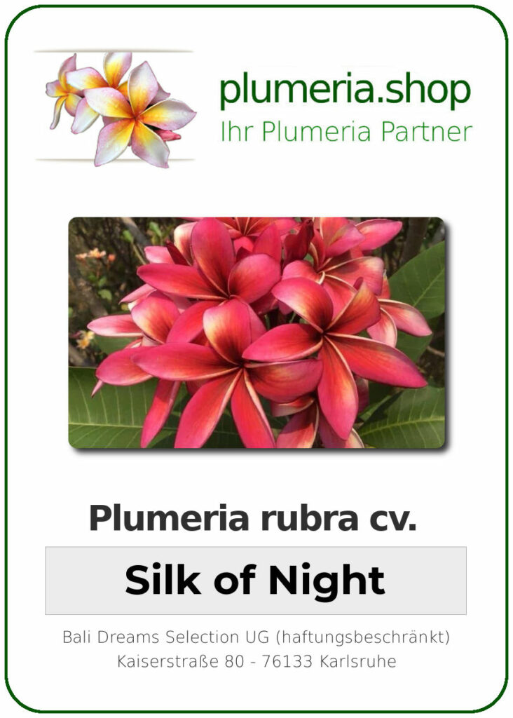 Plumeria rubra "Silk of Night"