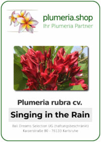 Plumeria rubra - "Singing in the Rain"