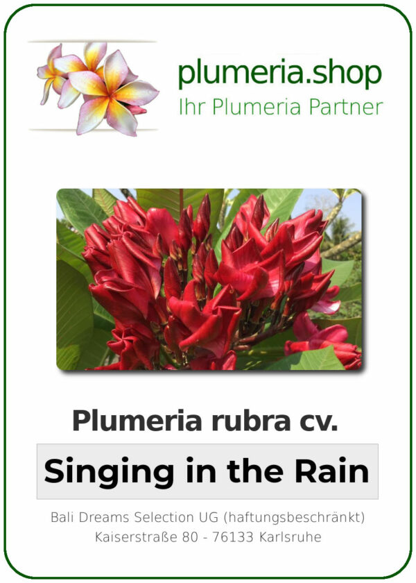 Plumeria rubra - "Singing in the Rain"
