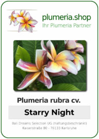 Plumeria rubra - "Starry Night"