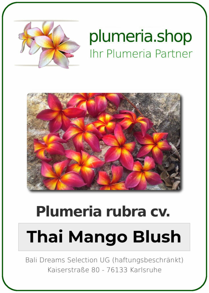 Plumeria rubra cv. "Thai Mango Blush" - unbewurzelter Steckling