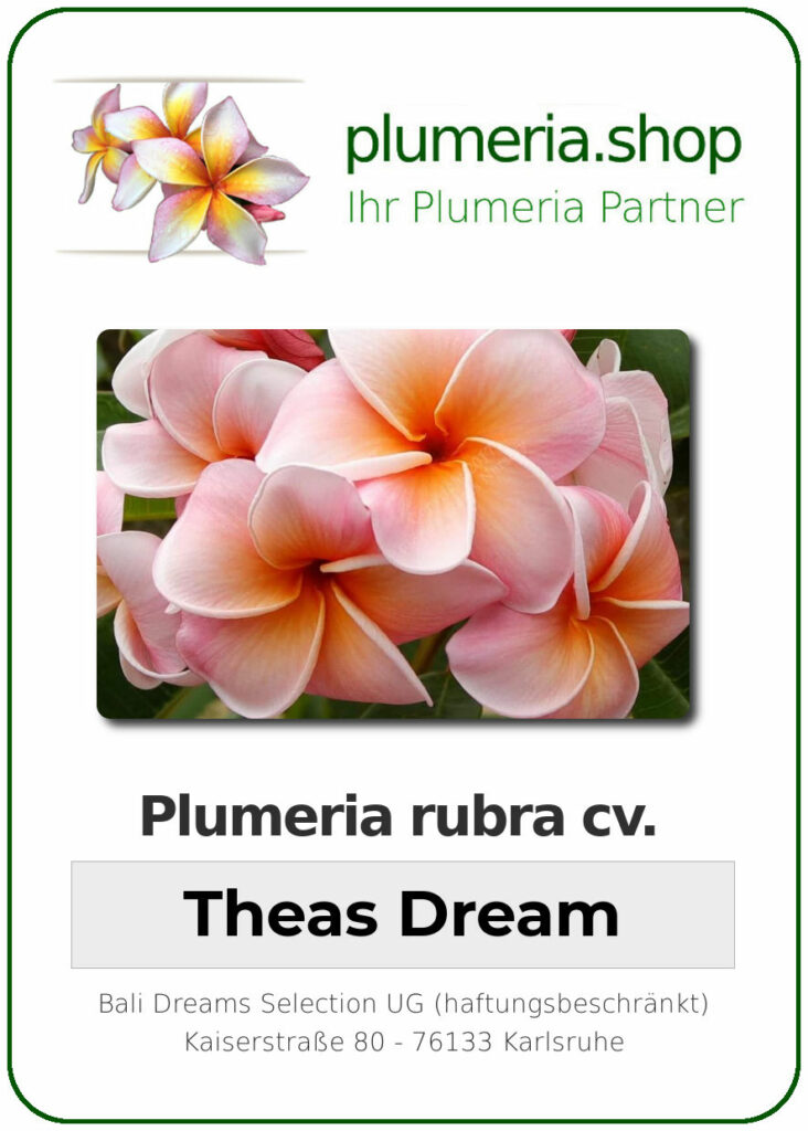 Plumeria rubra cv. "Theas Dream" - unbewurzelter Steckling