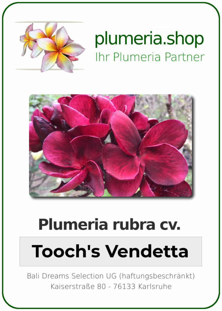 Plumeria rubra cv. "Tooch's Vendetta" - unbewurzelter Steckling