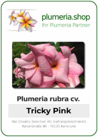 Plumeria rubra - "Tricky Pink"