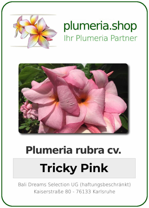 Plumeria rubra - "Tricky Pink"