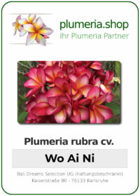 Plumeria rubra - "Wo Ai Ni"