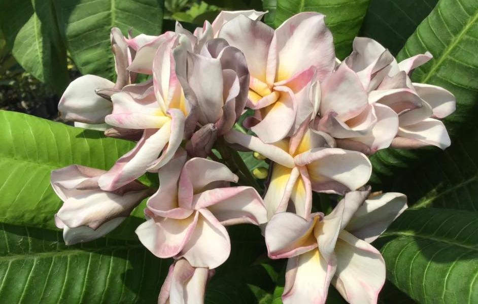 Plumeria rubra cv. "Nui's Purple Rain" - unbewurzelter Steckling
