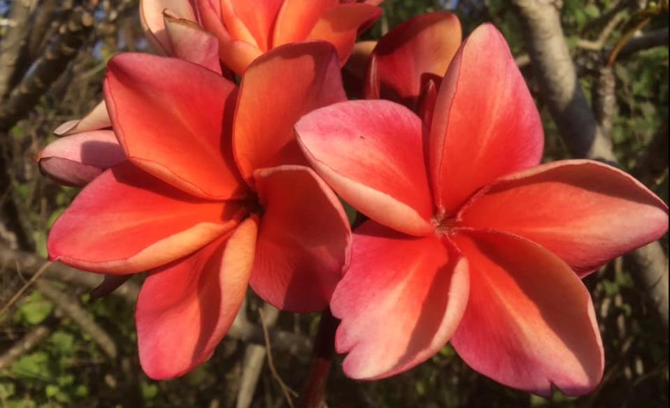 Plumeria rubra cv. "Saraburi Sunset" - unbewurzelter Steckling