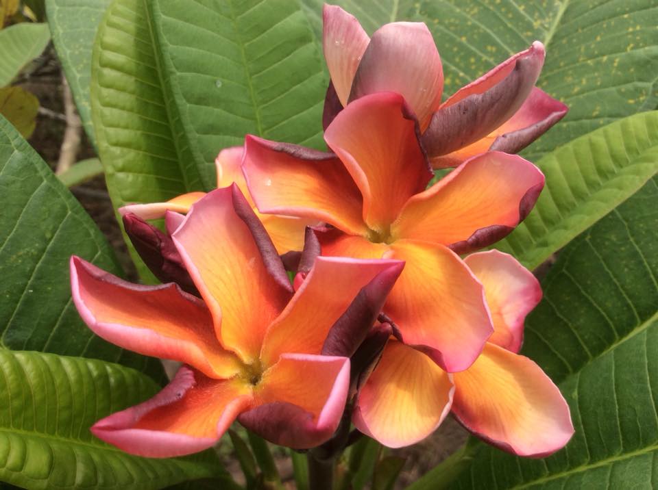 Plumeria rubra cv. "Siam Classic" - unbewurzelter Steckling