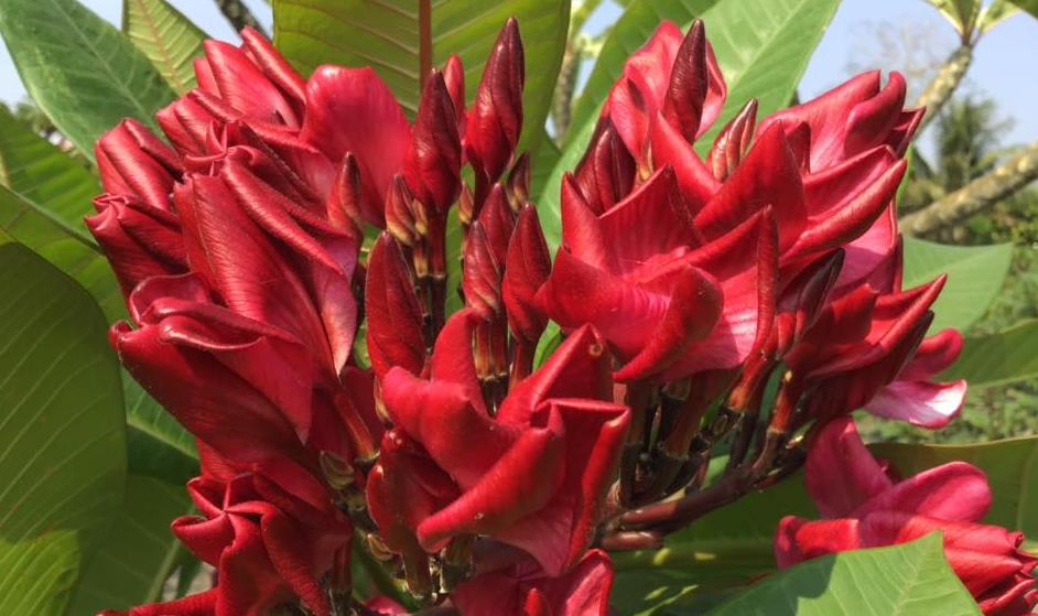 Plumeria rubra cv. "Singing in the Rain" - unbewurzelter Steckling