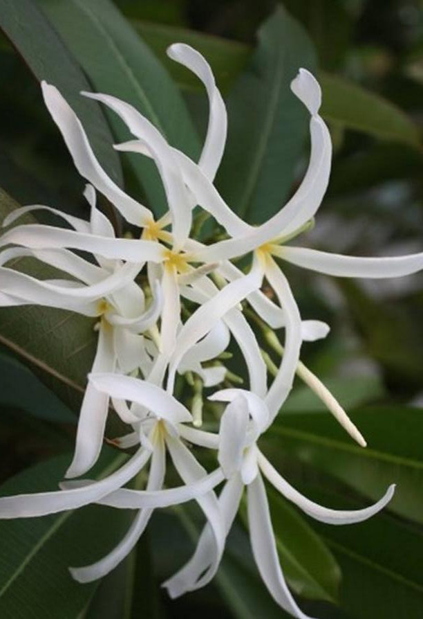 Plumeria Stenopetala, racines nues