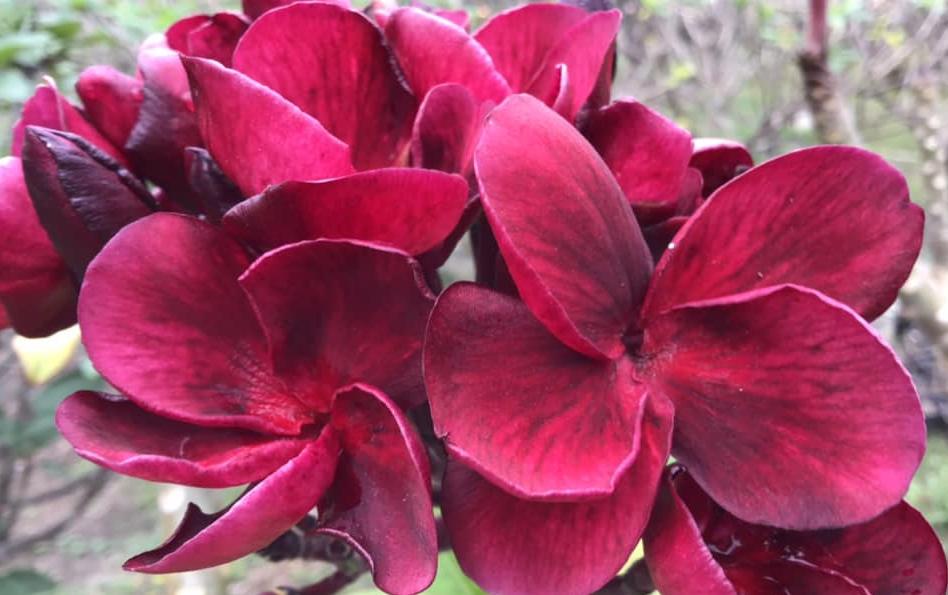 Plumeria rubra cv. "Tooch's Vendetta" - unbewurzelter Steckling
