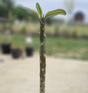 1 triebige Plumeria