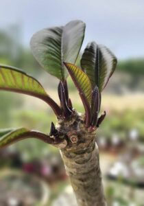 3 triebige Plumeria