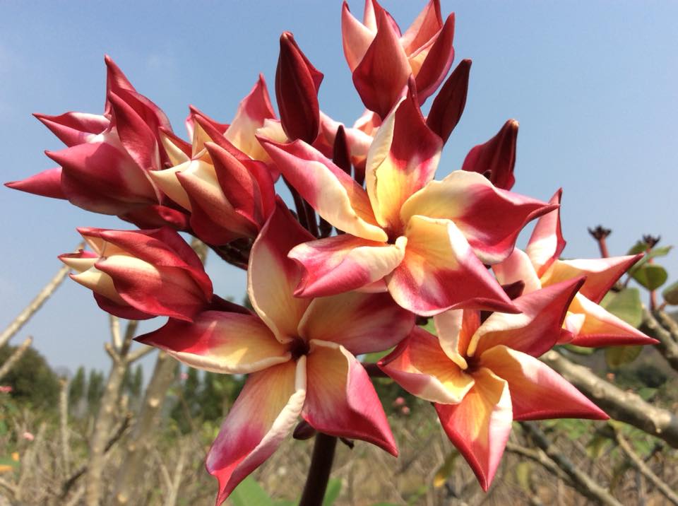 Plumeria rubra "Corona Surprise"