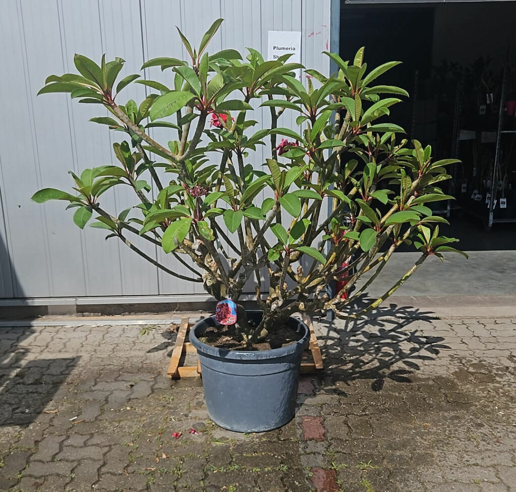 Plumeria rubra "Gina" - 20 Jahre alter Baum