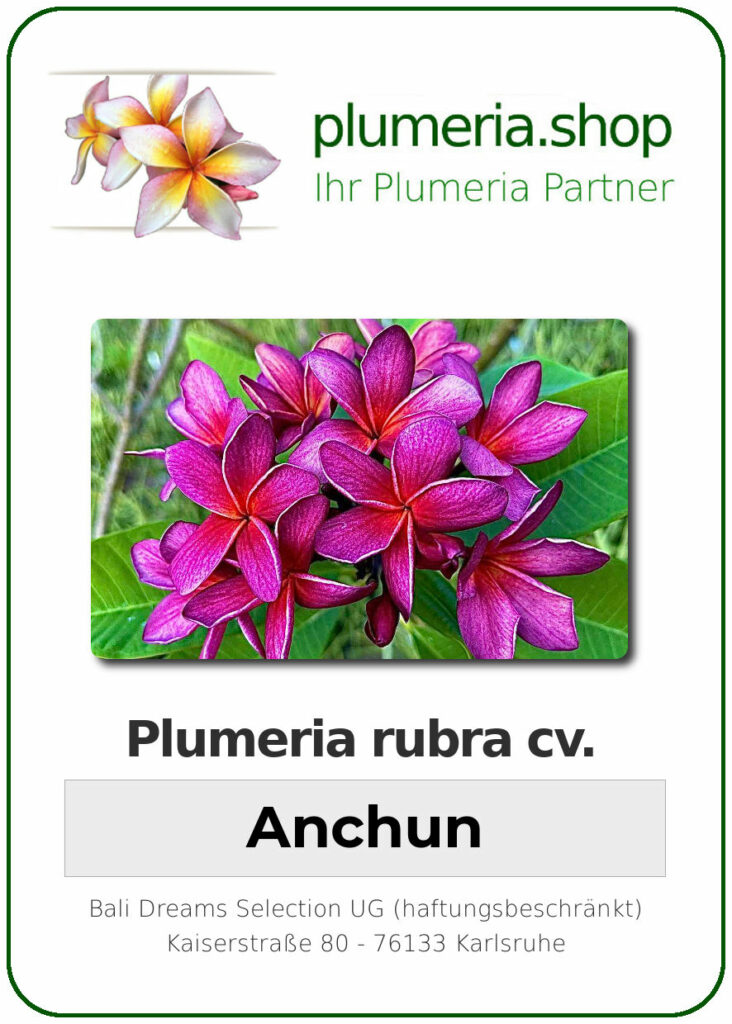 Plumeria rubra "Anchun", wurzelnackt