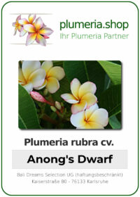 Plumeria rubra - "Anongs Dwarf"
